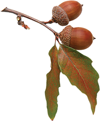 Photo of an acorn leaf